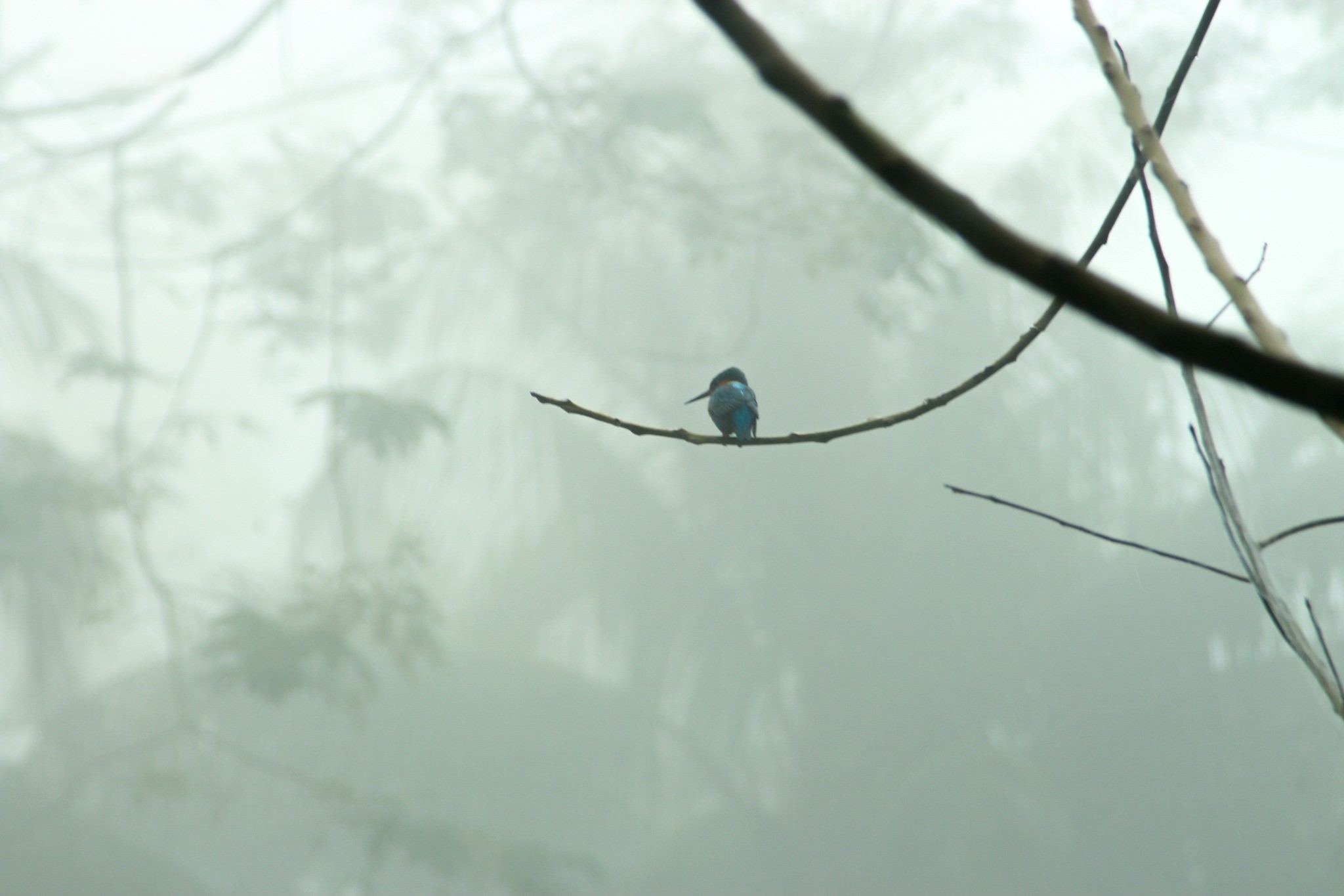 Kingfisher Bird